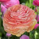 Ranunculus Persian Picotee Buttercup Tecolotes Very Easy To Grow 10 Bulbs 6/7 Cm Fresh Garden