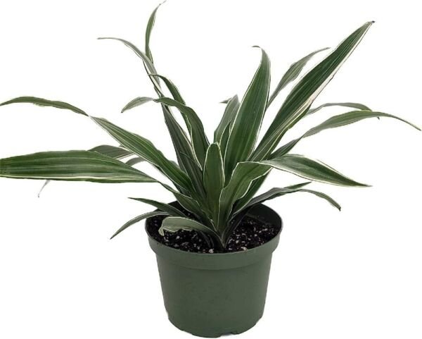 Dracaenas White Stripes Warneckii Dragons Easy To Grow Indoors Live Plant 6" Pot Fresh Garden