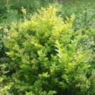 Ligustrum Privet Vicaryi Wide Interspecifics Cross Colorful Ecos Friendly 4" Pot Fresh Garden
