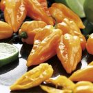Pepper Capsicum Chinense Magnum Hot Habaneros Bright Orange High Yields 20 Seeds Fresh Garden