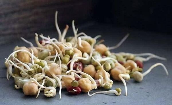 Sprouts Powerhouse Powerful High Protein Mix Healthy Organic Vegan Cooking 4 Oz. Fresh Garden