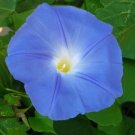 Glory Blue Heavenly Morning Vigorous Vine Is Perfect Covering Arbor 40 Seeds Fresh Garden