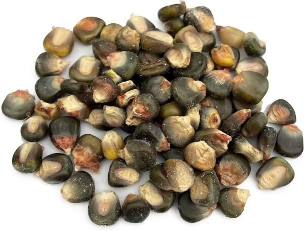 Corn Large With Beautiful Emerald Gold And Green Dent Heirloom Variety 100 Seeds Fresh Garden