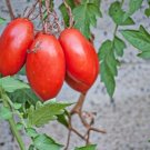 Tomato Lycopersicons Esculentums Heirloom Variety Spitze Paste Romanian 20 Seeds Fresh Garden