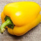 Pepper Bright Yellow Bell Capsicum Annuum Square Shape Sunbright Golden 20 Seeds Fresh Garden