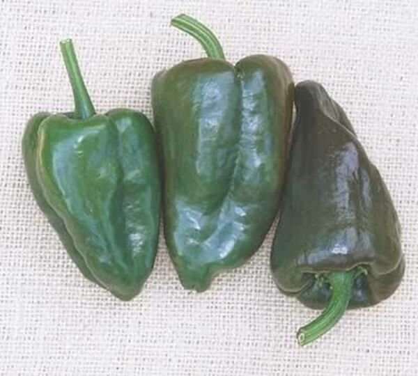 Anchos Mulatos Very Hot Pepper Island Habanero Type Eatens With Caution 20 Seeds Fresh Garden