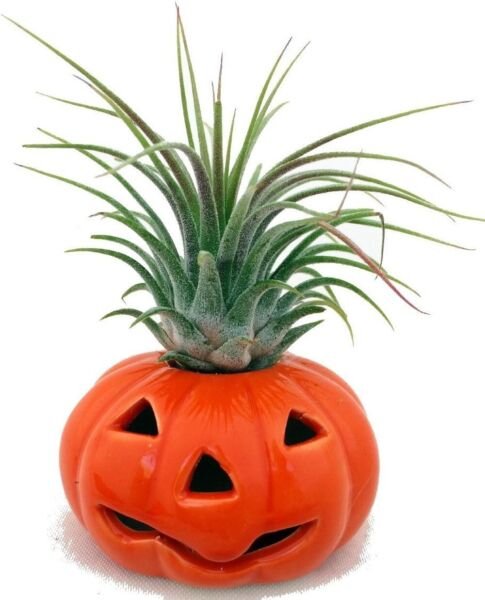 Tillandsia Ionantha Epiphytic Pumpkin Exotic Ceramic Pot Airs Indoors Live Plant Fresh Garden