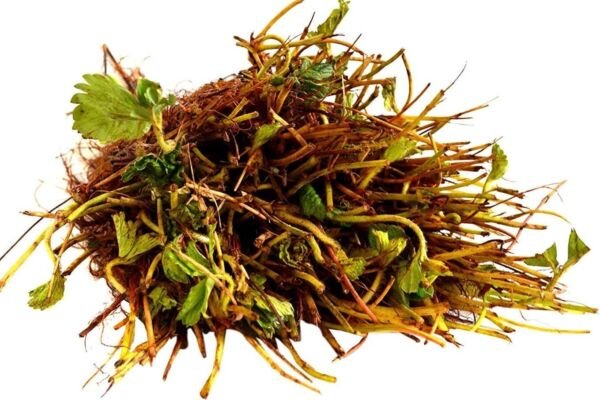 20 Everbearing Strawberry Live Bare Root Plants Fruit Fresh Garden