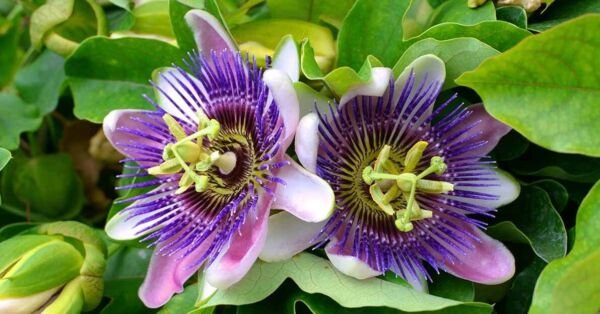 Passion Flower Maypop Purple 4'' Pot Live Plant Perennial Vine Fresh Garden
