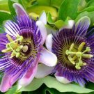 Passion Flower Maypop Purple 4'' Pot Live Plant Perennial Vine Fresh Garden