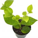 Jasmine Maid of Orleans Live Plant 4" Pot Indoor Fresh Garden