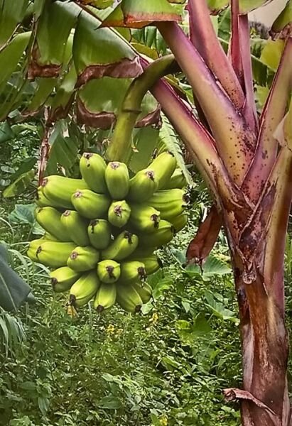 Banana Hawaiian Popoulu Red Trunk Tongan Musa 3 inch Pot Live Plant Fresh Garden