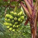 Banana Hawaiian Popoulu Red Trunk Tongan Musa 3 inch Pot Live Plant Fresh Garden