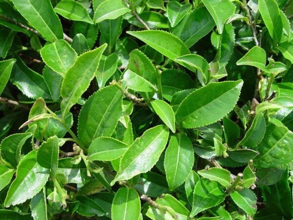 Camellia sinensis Tea Plant Green Tea Live Plant Fresh Garden