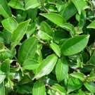 Camellia sinensis Tea Plant Green Tea Live Plant Fresh Garden