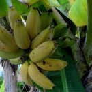 Banana Sweetheart Musa Tree 3 inch pot Live Plant Fresh Garden