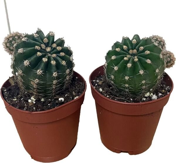 Echinopsis Lily Easter Oxygona Cactus Easy In Out Live Plant 2 Pack In 2" Pots Fresh Garden