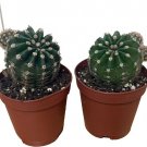 Echinopsis Lily Easter Oxygona Cactus Easy In Out Live Plant 2 Pack In 2" Pots Fresh Garden