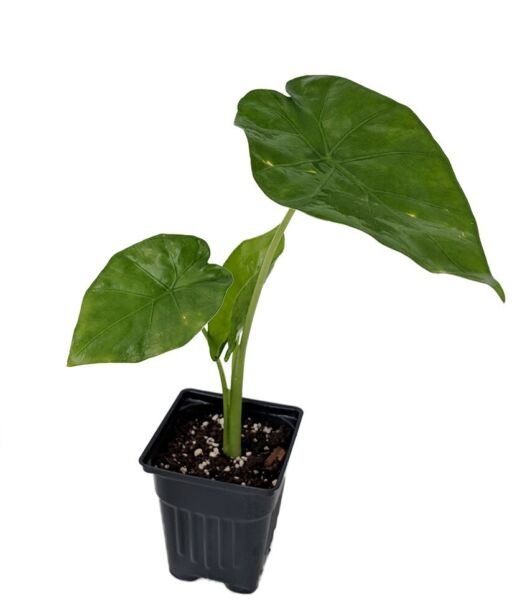 Alocasia Live Plant Borneo King Elephant Ear 3" Pot Fresh Garden