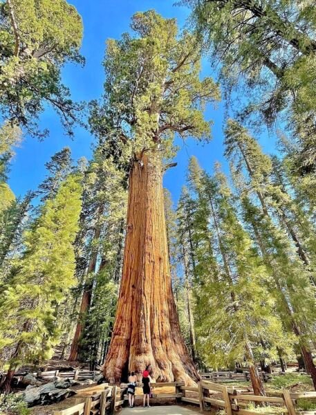 Two Small Giant Sequoia Live Trees Seedling 2 Plants Fresh Garden