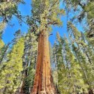Two Small Giant Sequoia Live Trees Seedling 2 Plants Fresh Garden