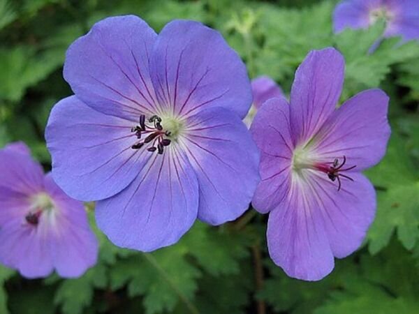 Geranium Hardy Rozanne Colored Mound Shape Growth s Live Plant Gallon Pot Fresh Garden