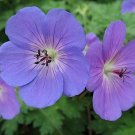 Geranium Hardy Rozanne Colored Mound Shape Growth s Live Plant Gallon Pot Fresh Garden