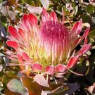 Protea Ray Spoon Shape Exima Protea Flowered It Bear Red Pink Open Flower 8 Seed Fresh Garden
