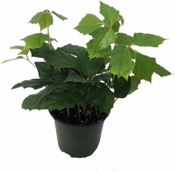 Rhombifolia Ivy Grape Cissus Old Fashioned Easy Greats Indoors Live Plant 4" Pot Fresh Garden