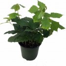 Rhombifolia Ivy Grape Cissus Old Fashioned Easy Greats Indoors Live Plant 4" Pot Fresh Garden