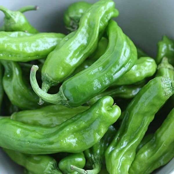 Shishit&Aring;�garashi Pepper Thin Walls Shishito Old Man Wrinkled Sweet Plant 2.5" Pot Fresh Garden