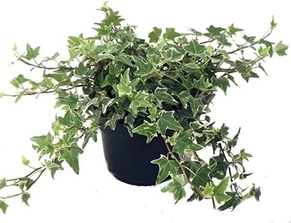 Hederas Helix Tree Glaciers Ivys English Easy To Grows Indoors Live Plant 4" Pot Fresh Garden
