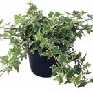 Hederas Helix Tree Glaciers Ivys English Easy To Grows Indoors Live Plant 4" Pot Fresh Garden