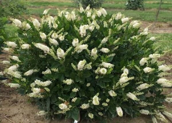 Alnifolia Summersweet Hummingbird Fragrant White Flower Live Plant 4" Pot Fresh Garden