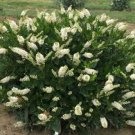Alnifolia Summersweet Hummingbird Fragrant White Flower Live Plant 4" Pot Fresh Garden