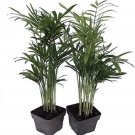Chamaedorea Victorian Neanthes Parlor Bella s Live Plant 2 Packs 2.5" Pot Fresh Garden
