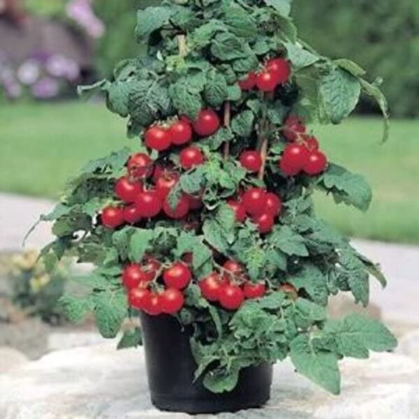 Tomatos Patio Excellents Containers Rich In Vitamins Antioxidants 20 Seeds Fresh Garden