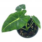 Alocasia Micholitziana Velvet Elvis Elephant Ear Live Plant Graden 3" Pot Fresh Garden