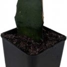 Cactus Pink Moons Grafted Easy To Grows Indoors And s Live Plant 2.5" Pot Fresh Garden