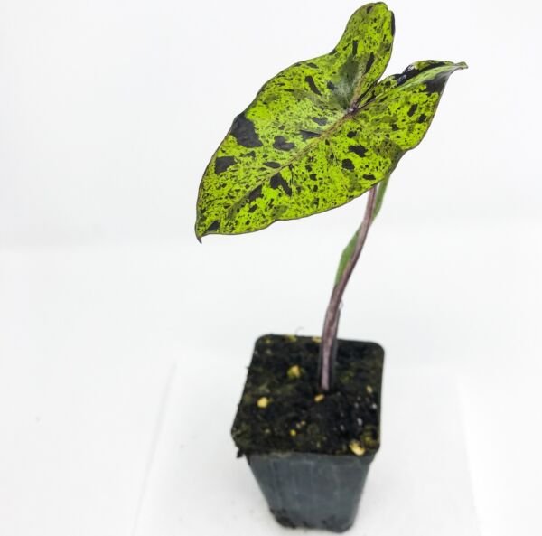 Colocasia Esculenta Mojito Elephant Ear PPAF Live Plant 3" Pot Fresh Garden