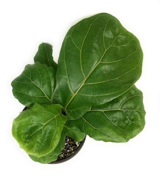 Ficus Lyrata Suncoast Fiddle Leaf Fiddleleaf Fig Live Plant 3" Pot Indoor House Fresh Garden
