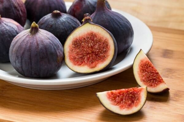 Ficus Carica Chicago Hardy Fig Fruit Tree Live Plant 3" Pot Fresh Garden