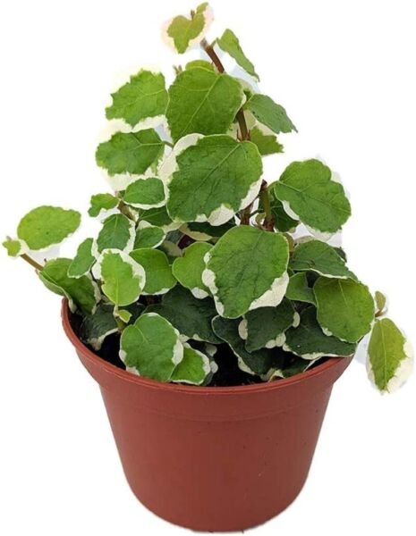 Pumila Creeping Fig Ficus Green Creme Vars Indoors Terrarium s 2.5" Pot Fresh Garden