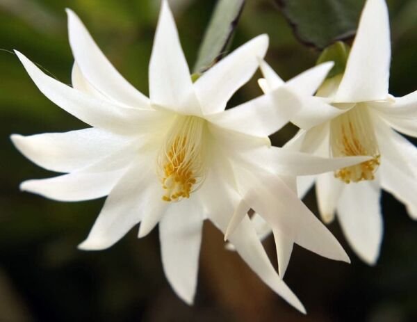 Rhipsalidopsis Gaertneri White Very Easy To Grow Cactus Indoor Live Plant 4" Pot Fresh Garden