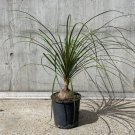 Beaucarnia Recurvata Ponytail Palm Live Plant Indoor Houseplant Fresh Garden
