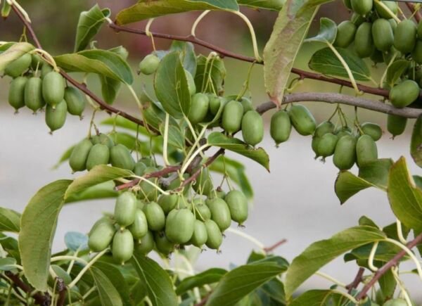 Actinidia Arguta Issai Kiwi Live Plant Fruit 3" Pot Indoor Fresh Garden