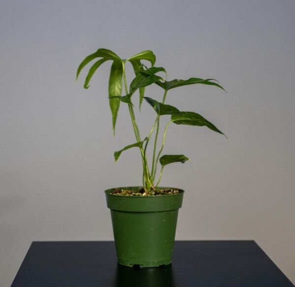 Oaxaca Anthurium Indoor Live Houseplant 3" Pot Plant Beautiful Blooms Fresh Garden