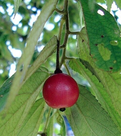 Muntingia Calabura Cherry/Strawberry Tree Red Jamaican Live Plant 3" Pot Fresh Garden