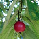 Muntingia Calabura Cherry/Strawberry Tree Red Jamaican Live Plant 3" Pot Fresh Garden