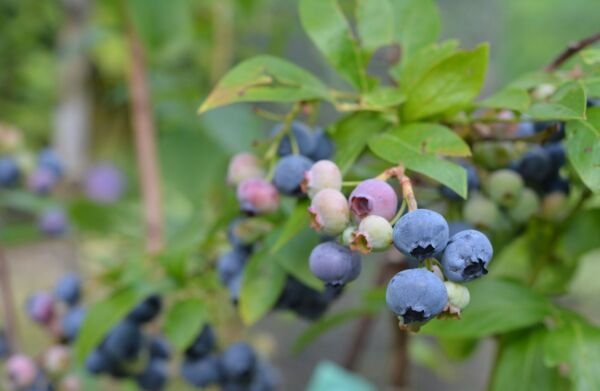 Vaccinium Augustifolium Top Hat Blueberry Live Plant 3" Pot Fresh Garden